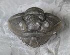 Enrolled Flexicalymene Trilobite Pair - Ohio #20996-3